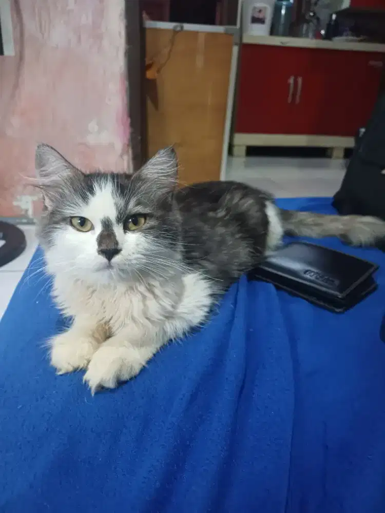 Kucing persia usia 4bulan
