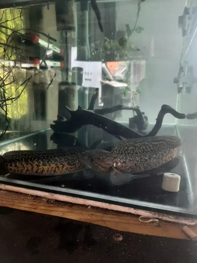 Channa asiatika kalimaya