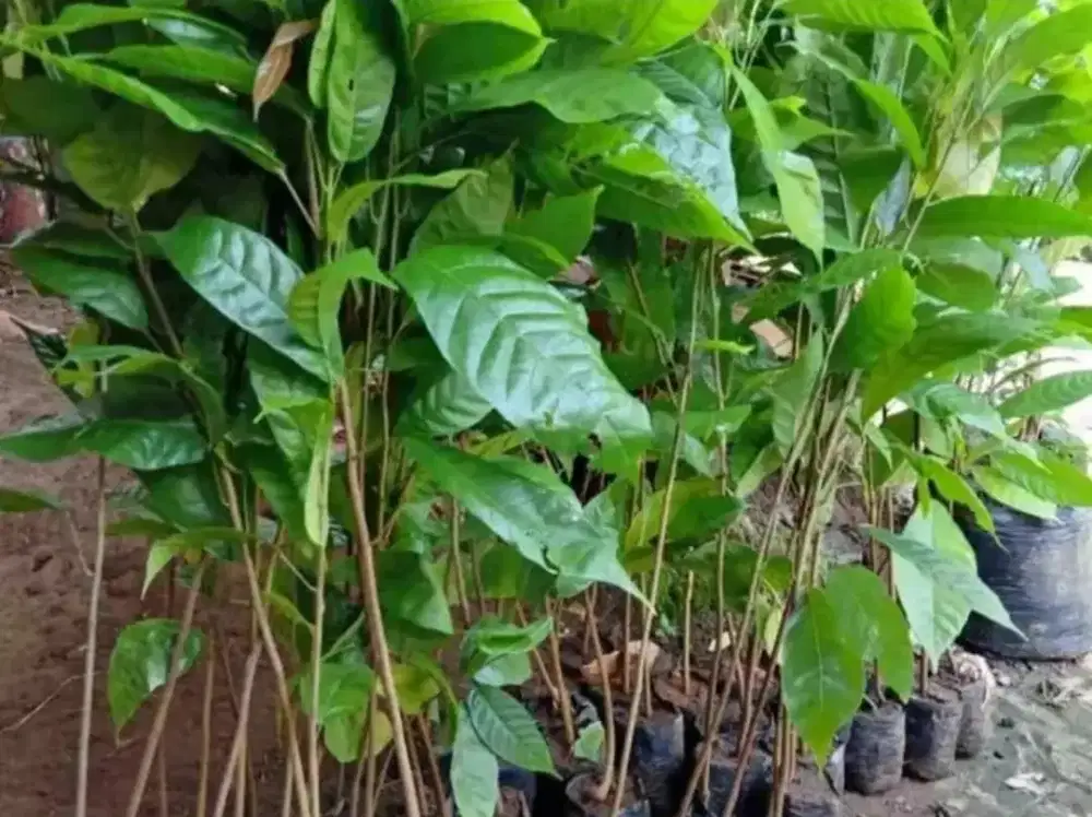 Bibit coklat murah meriah