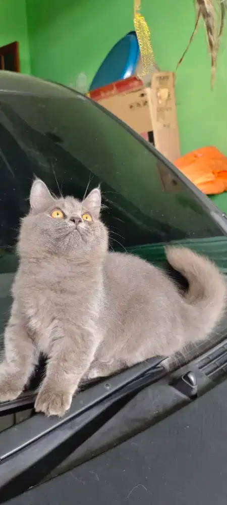 kucing Munchkin bsh LH jantan