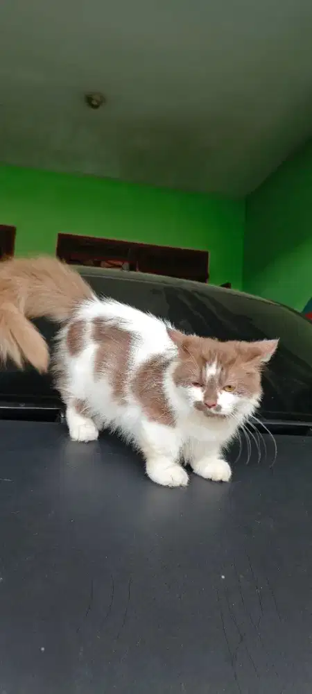 kucing Munchkin jantan  4 bulan longhair