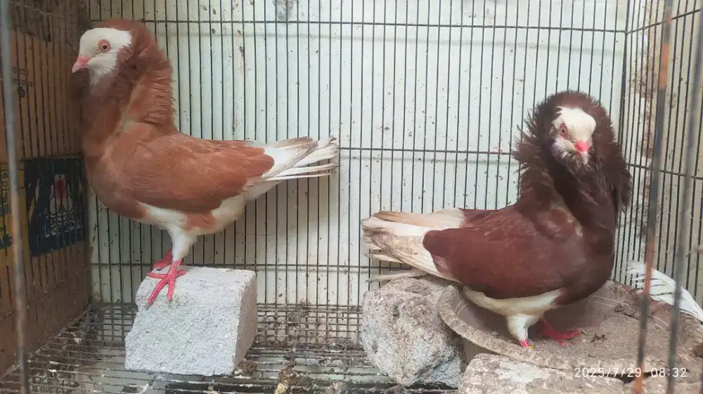 Merpati hias capuchine