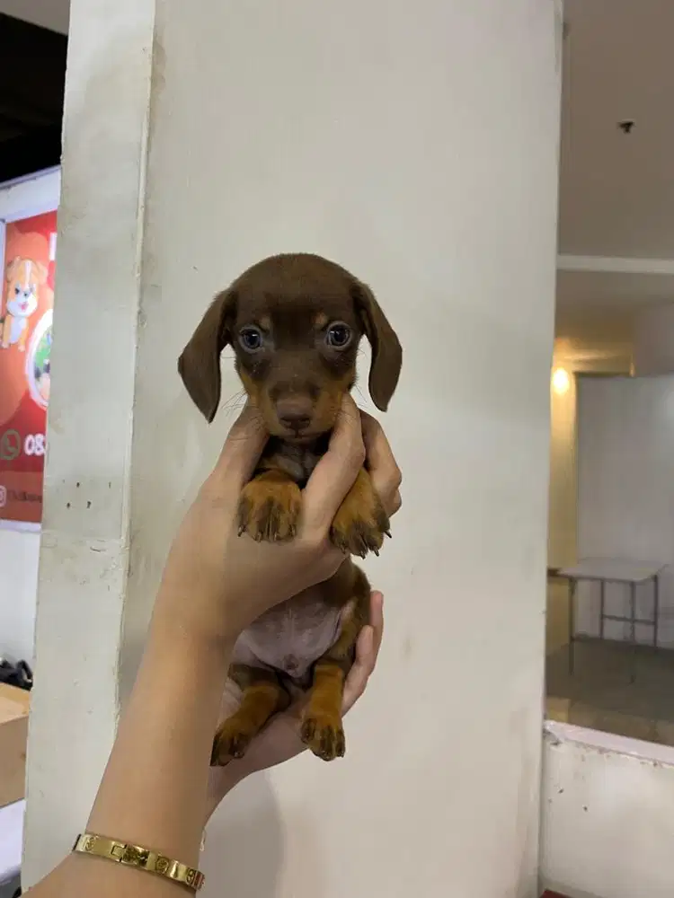 SuperMini tekel jantan