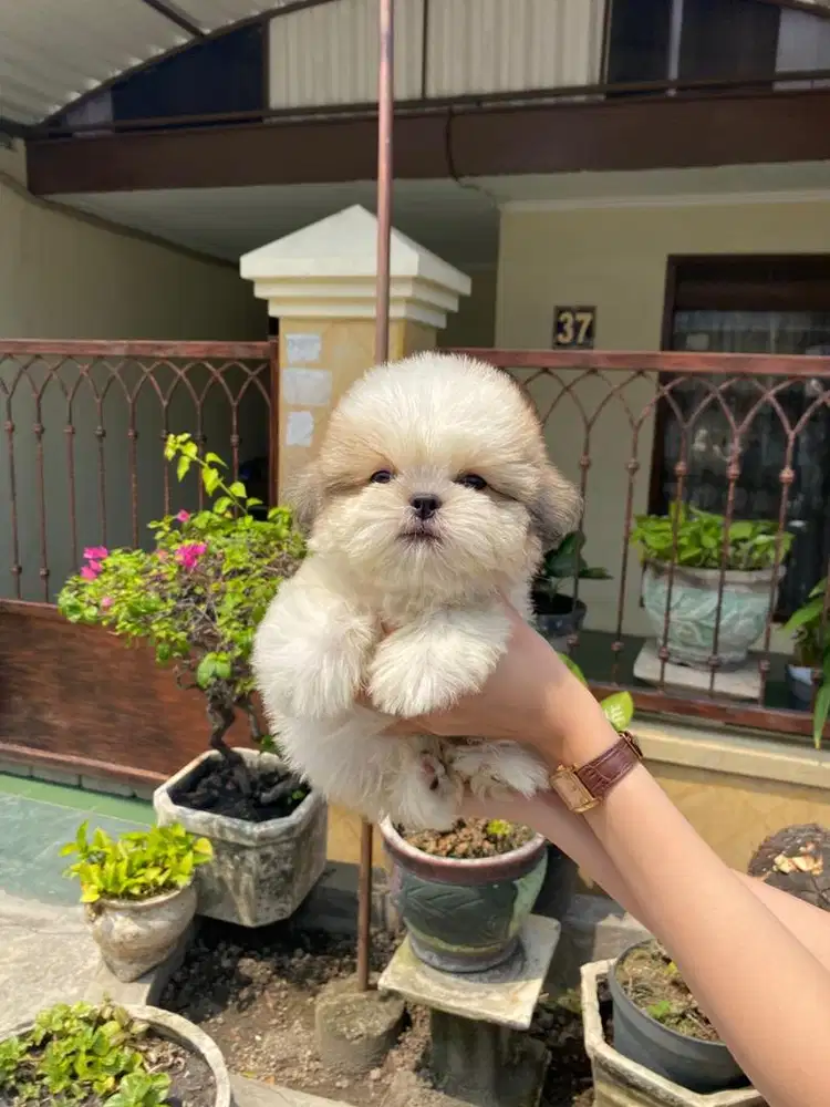 Shih tzu jantan super cakep