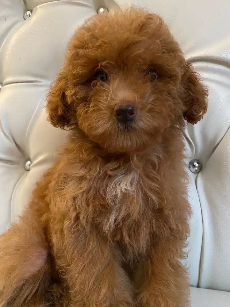 Poodle red betina umur 2 bulan kosongan