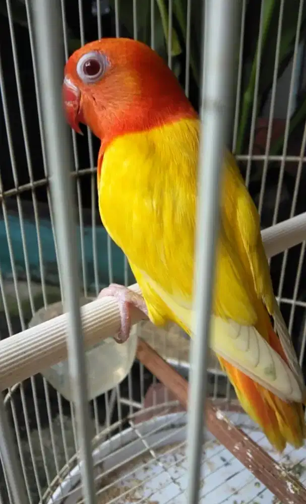 Burung Lovebird mata merah