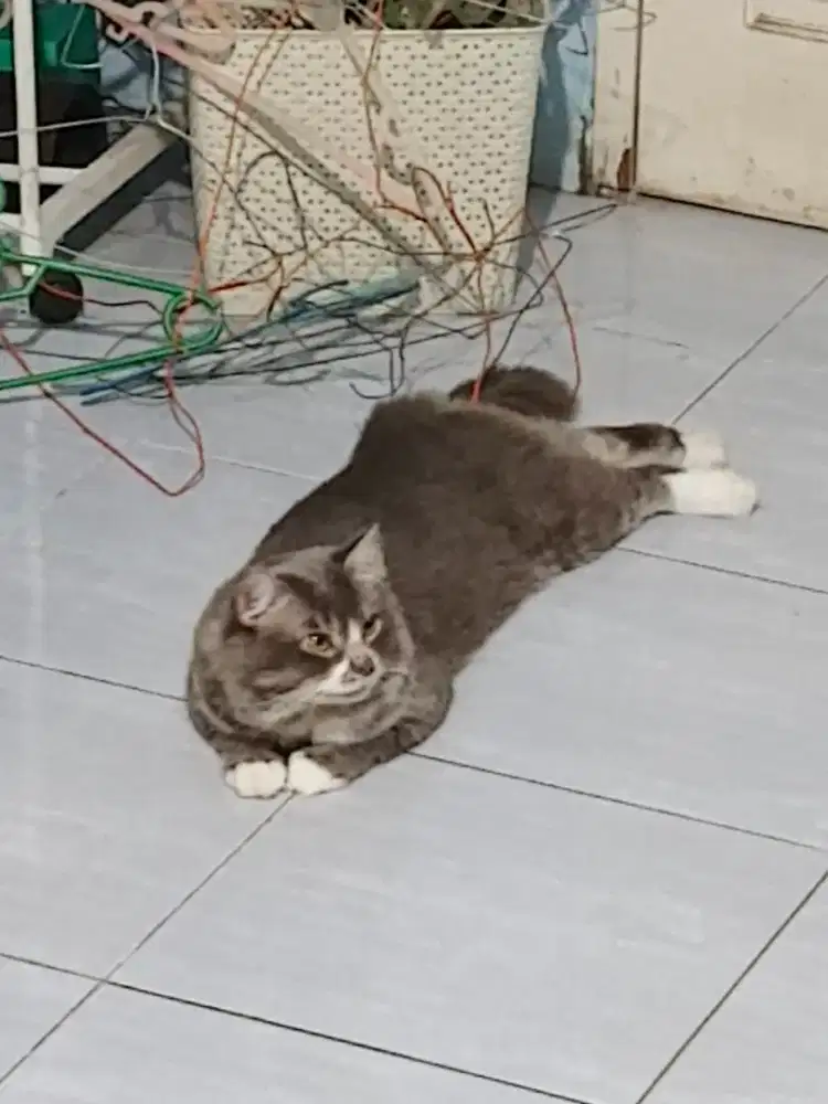 Adopsi kucing jantan