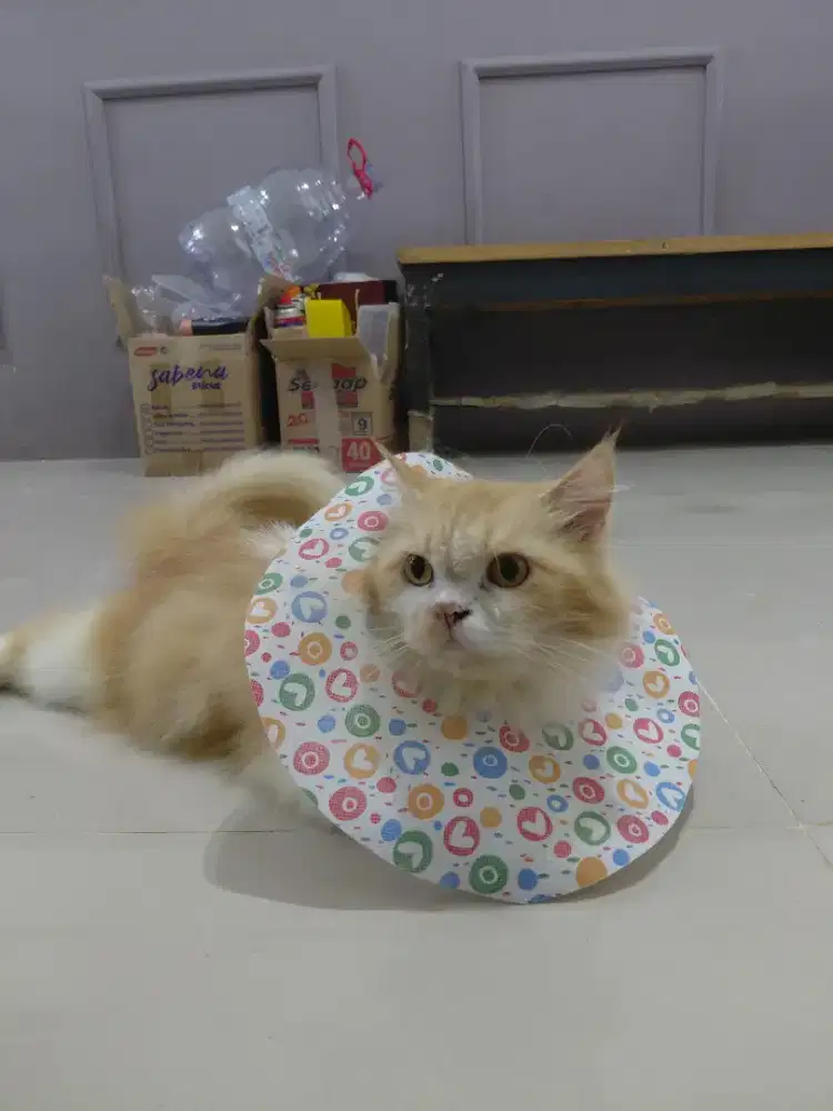 Open Adopt kucing jantan