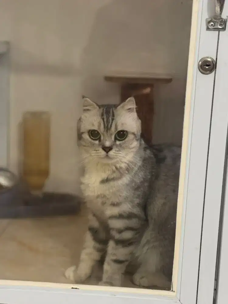 Scotis fold dan British shorthair