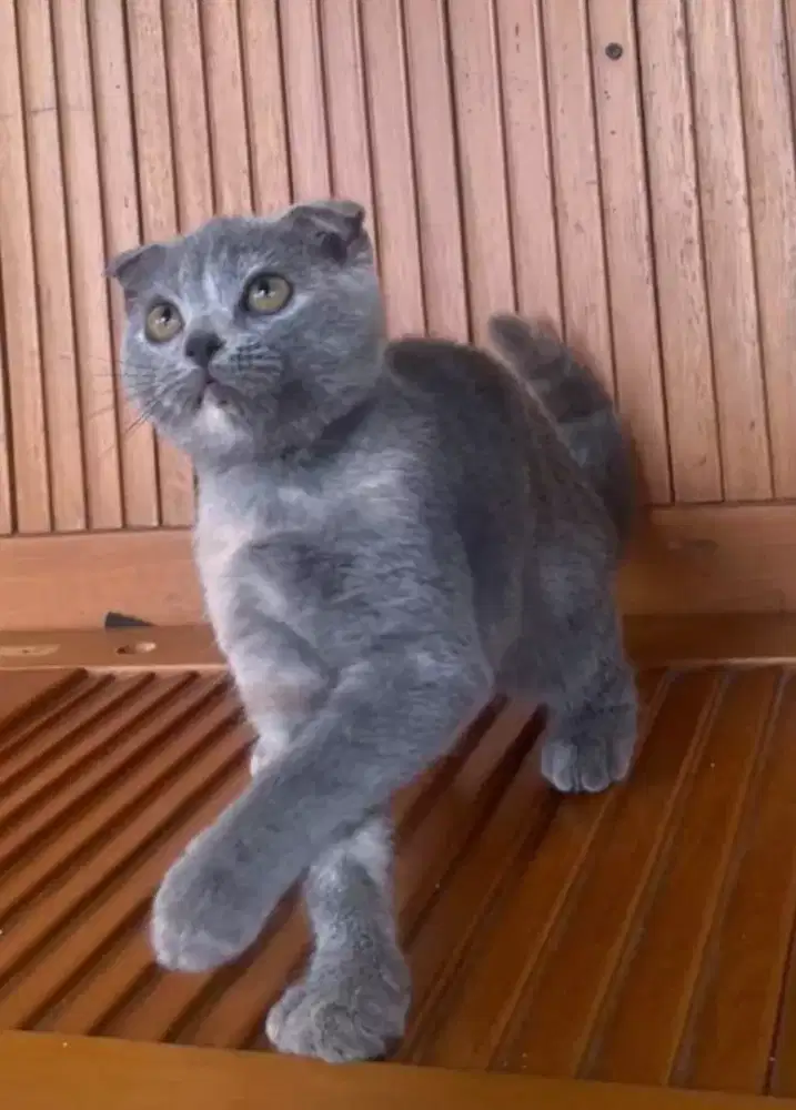 Kucing kitten Scottish Fold Bluetortiie