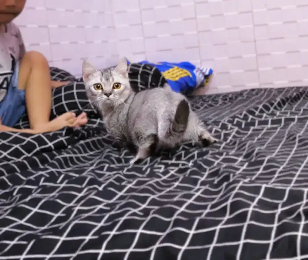 Kucing Kitten BSH Munchkin