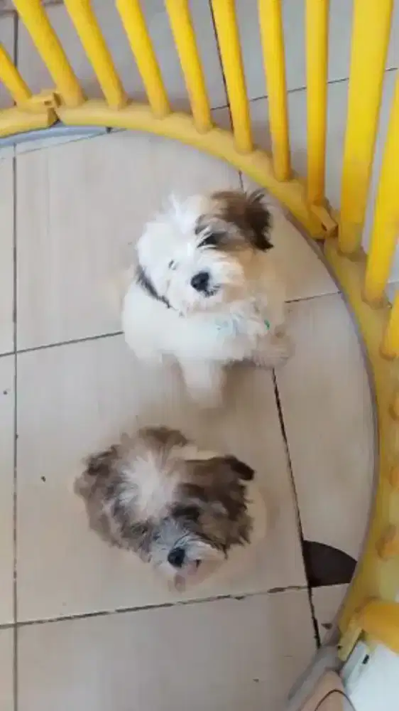 Puppy shintzhu jantan  3bulan