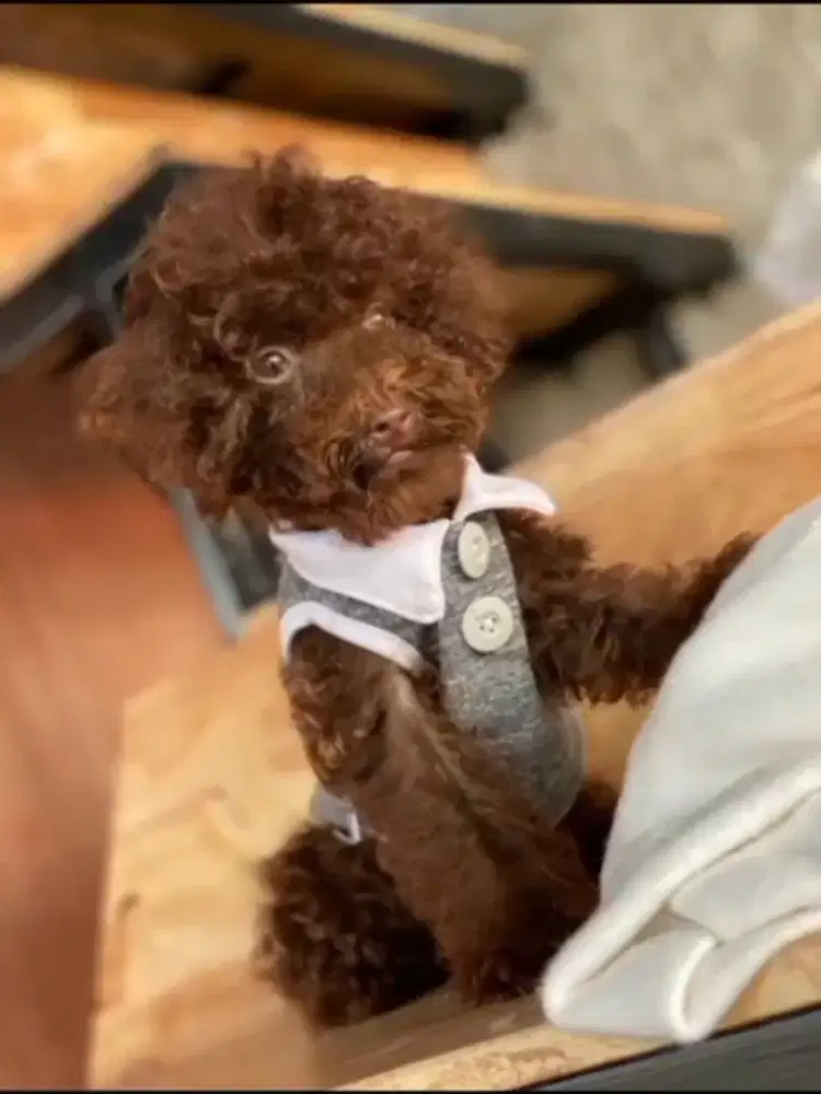 Choco poodle puppy