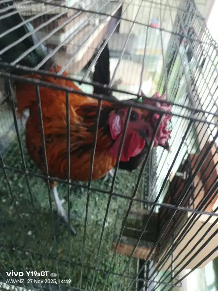Ayam kate jengger mawar sepasang