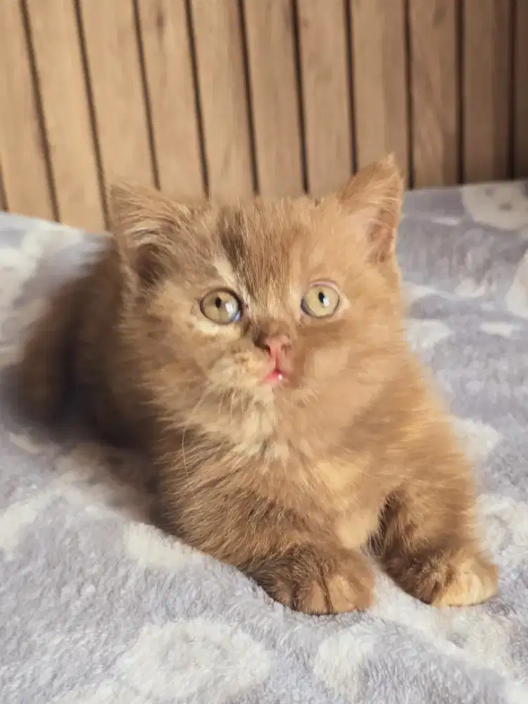 Kucing munchkin lucu imut