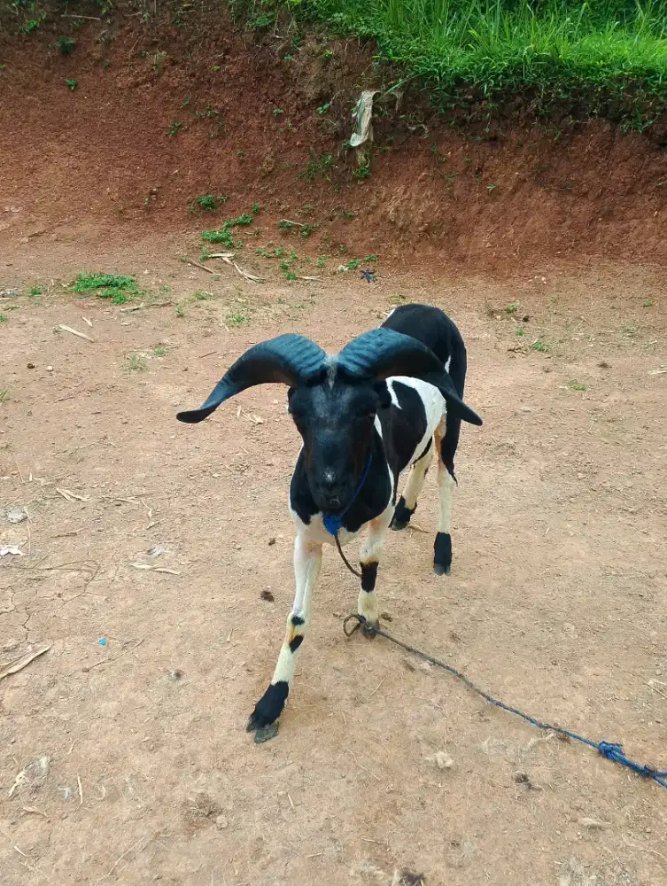 Domba super bibit garutt