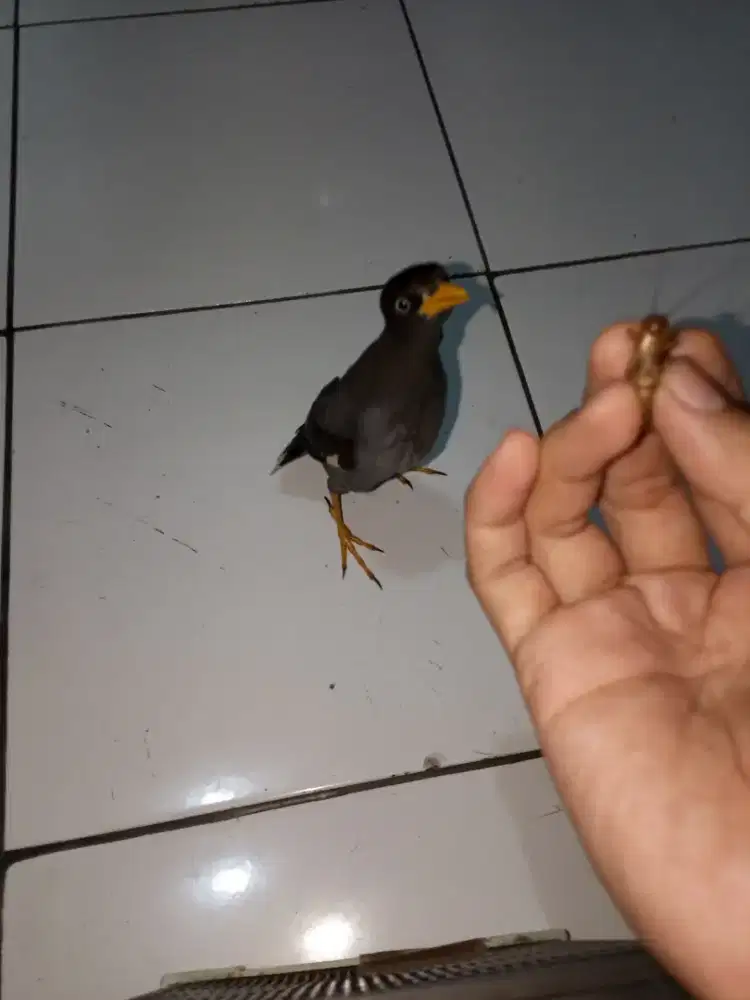 Burung jalak kebo mata putih