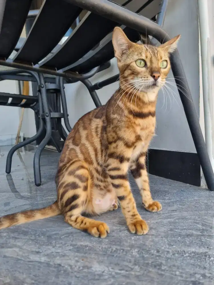 Kucing Beng@l indukan plus kitten