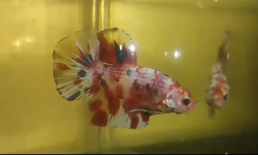 Ikan cupang siap kontes