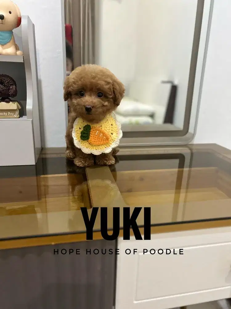 Red tiny poodle betina