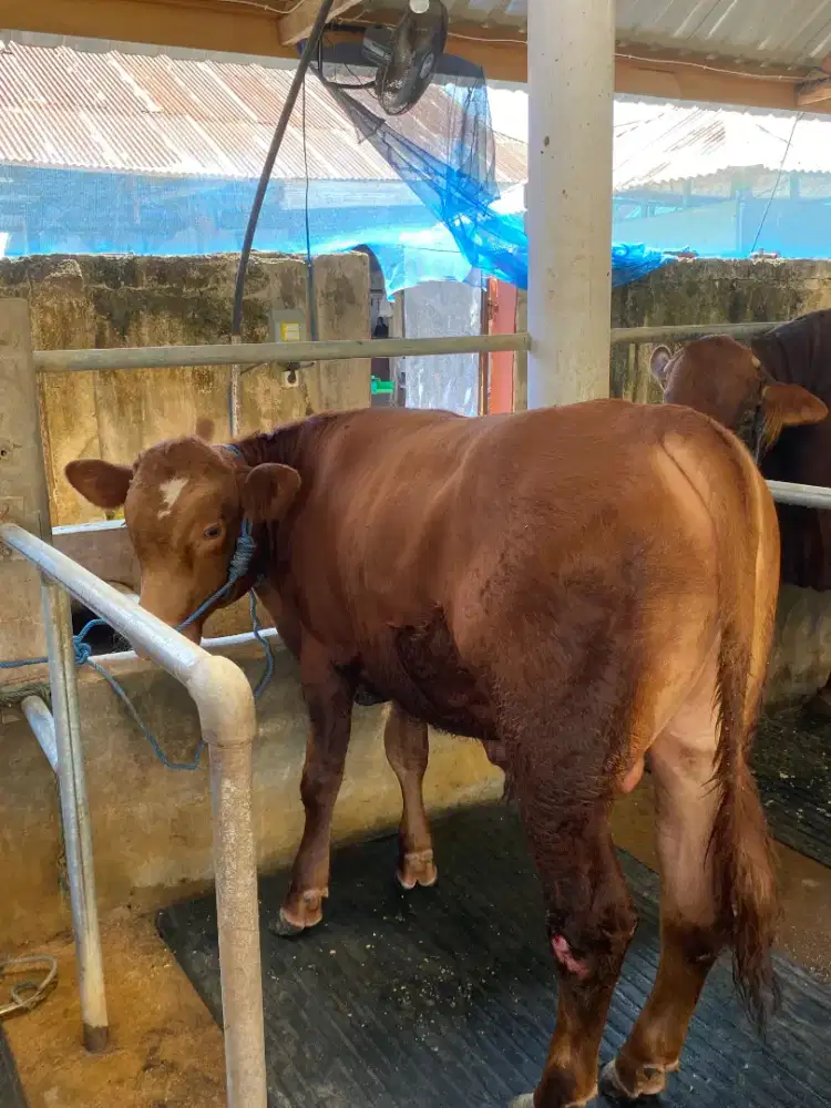 For sale sapi Limosin 2 Ekor