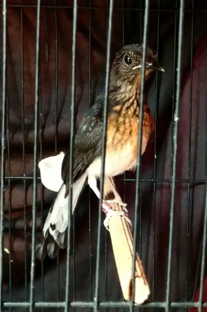 Murai Trotol Jantan Fighter