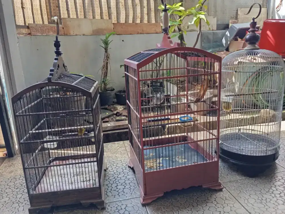 Jual cpt aja, burung sehat n gacor,  kenari 2, crucukan 1, udh garuda,