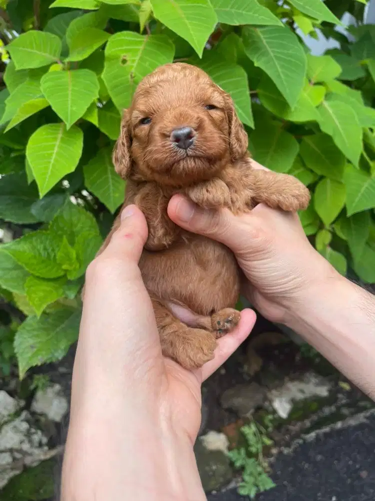 Jual miniatur poodle jantan lucu