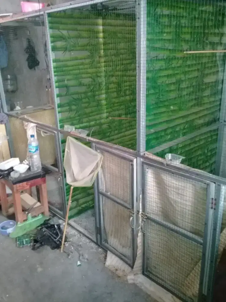 KANDANG TERNAK MURAI BATU SKAT 3.