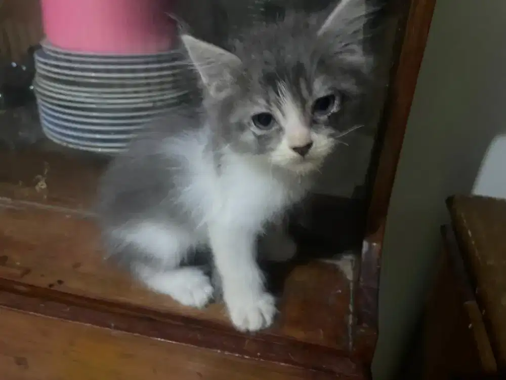 Kucing bsh mix persia kitten