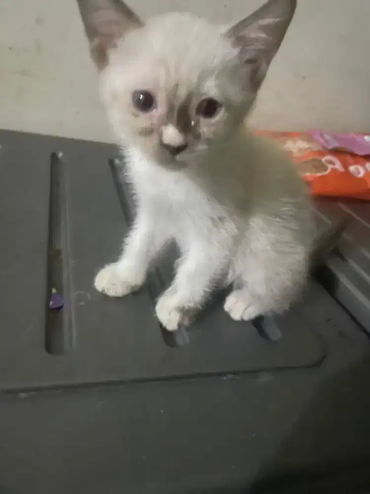 Kucing kitten himalaya