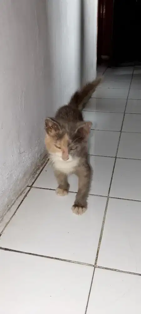 Kitten anggora mainecoonbulu halus  dan lebat