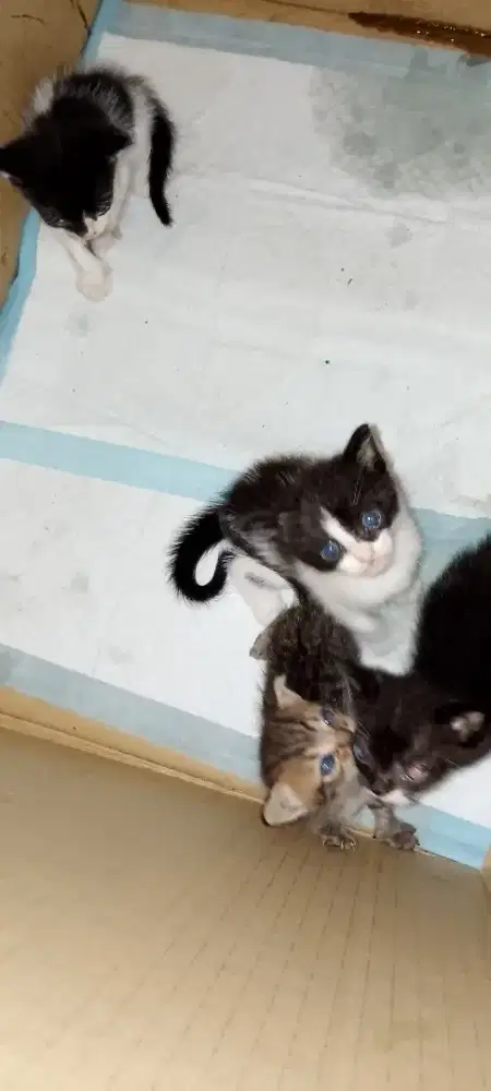 Kitten anggora mainecoonbulu halus  dan lebat