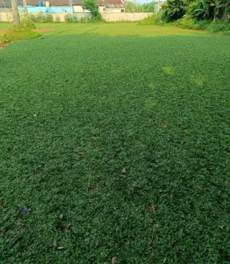 Jual rumput hias gajah mini