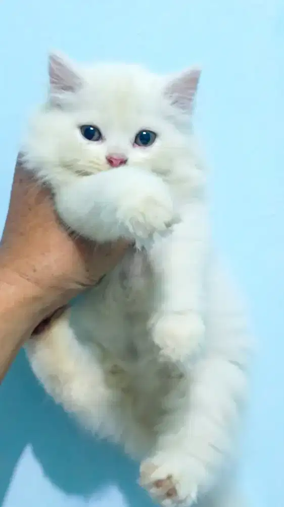 Kitten Persia 2 bulan