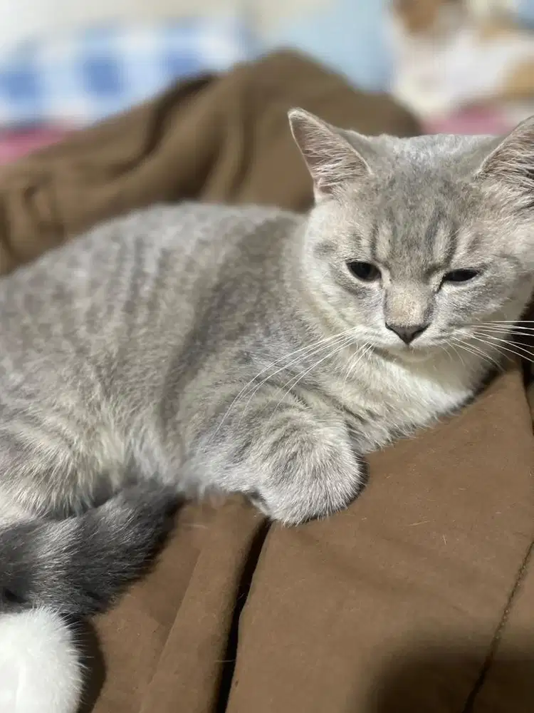 Kucing british shothair