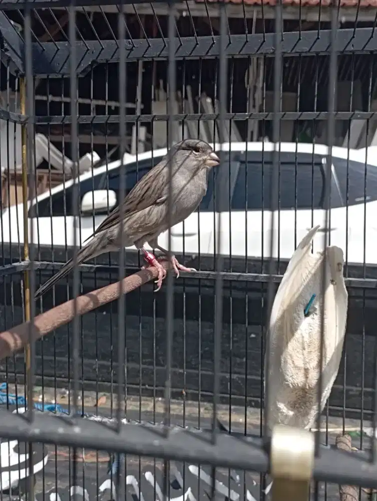 KENARI AFS STARBLUE GACOR