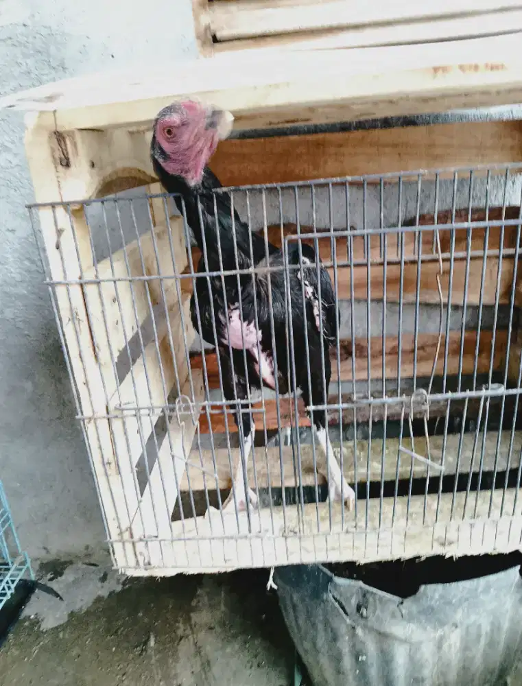 Ayam birma telur hijau