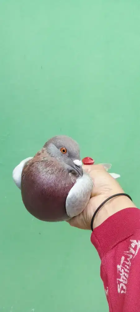 Merpati silangan pos