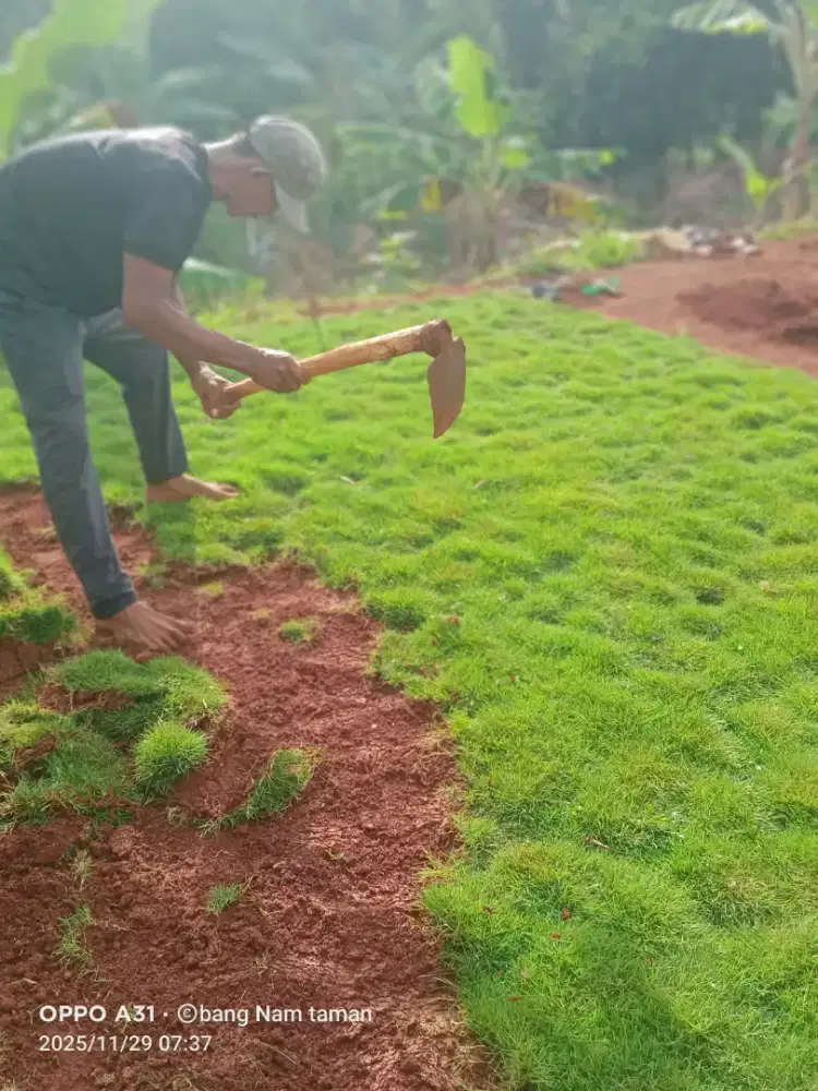 Rumput swiss, jepang dll