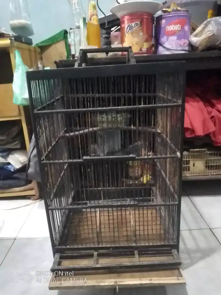 Kandang kotak no 2 layak pakai di BSD