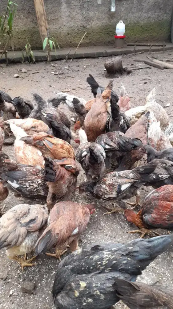 Ayam kampung KUB