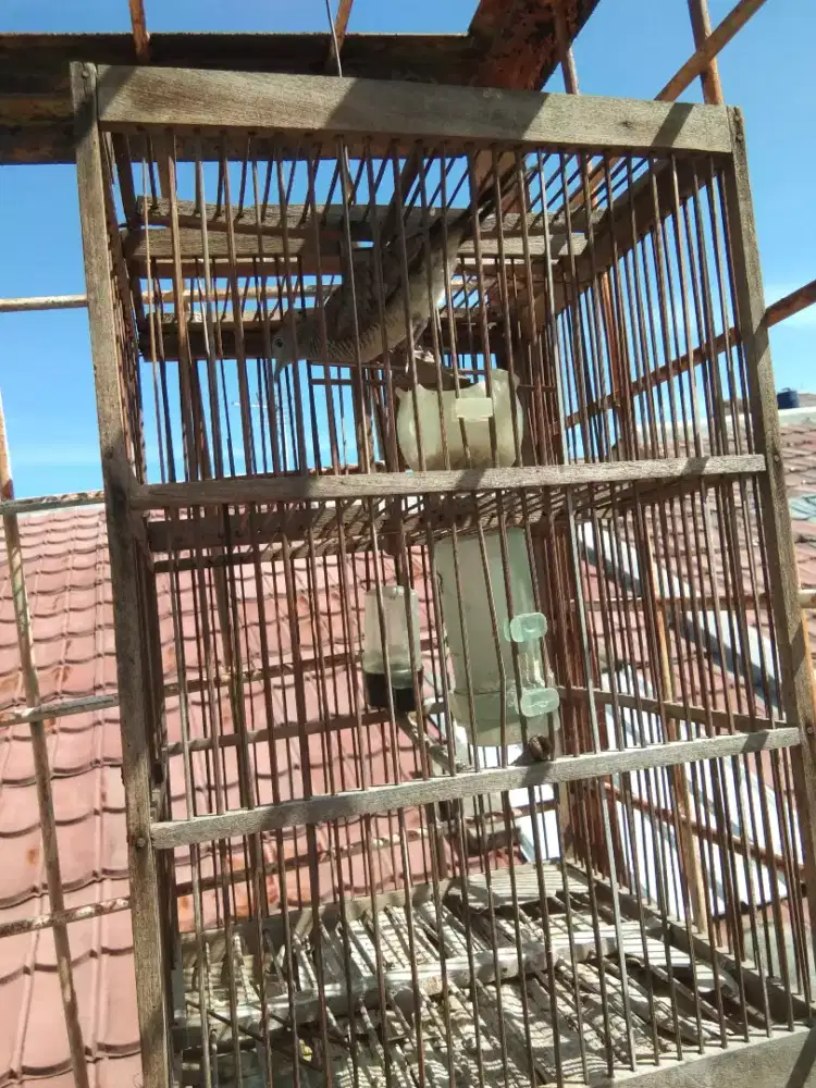 Perkutut alam plus Kandang