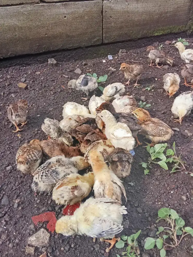 Anak ayam kampung KUB