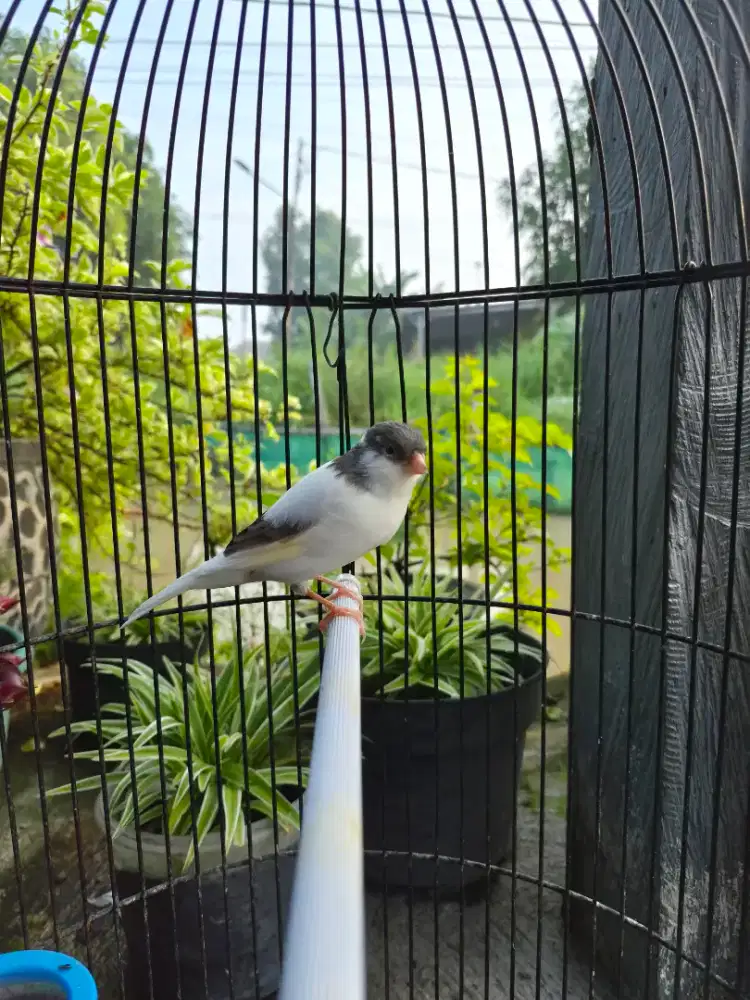 Kenari Panda Simetris