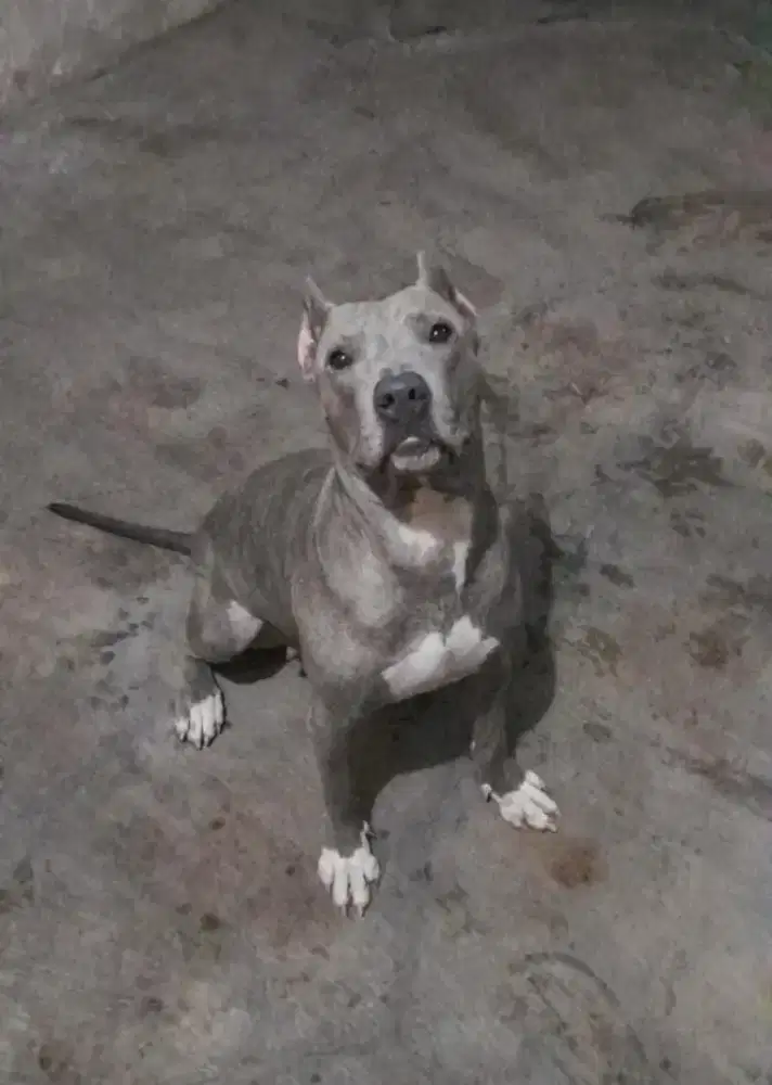 Anjing pitbull bluenose