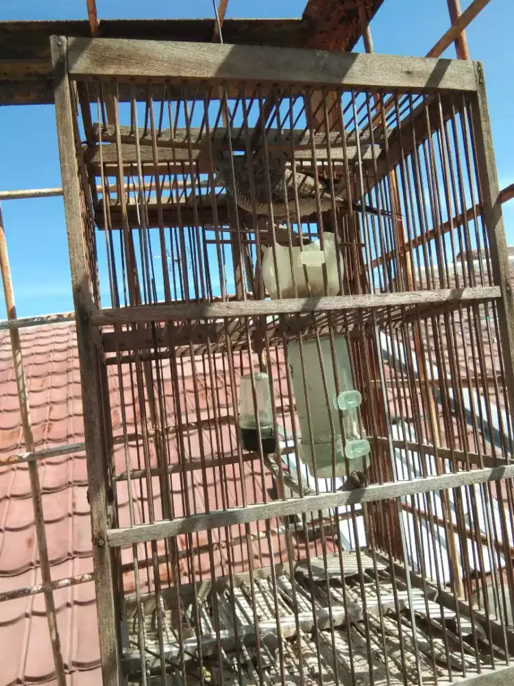 Perkutut alam plus kandang