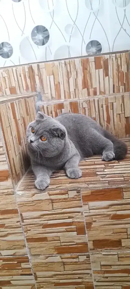 Jasa paacakk scottish fold