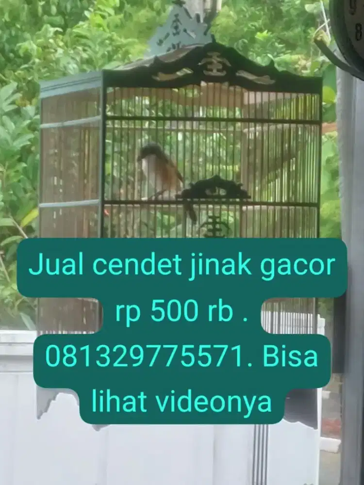 Cendet jinak sekali gacor