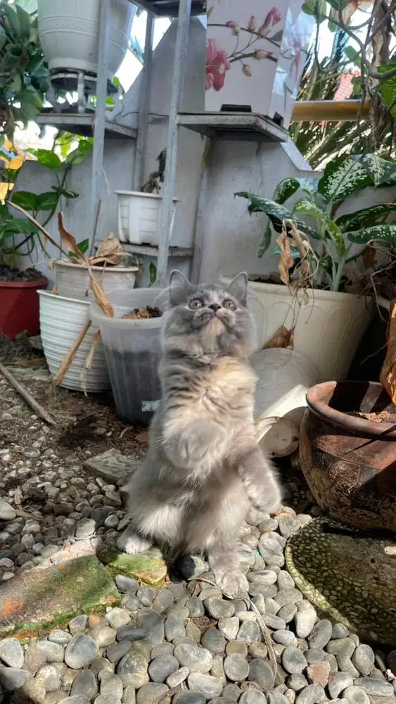 Kittenn Persia blue tortie